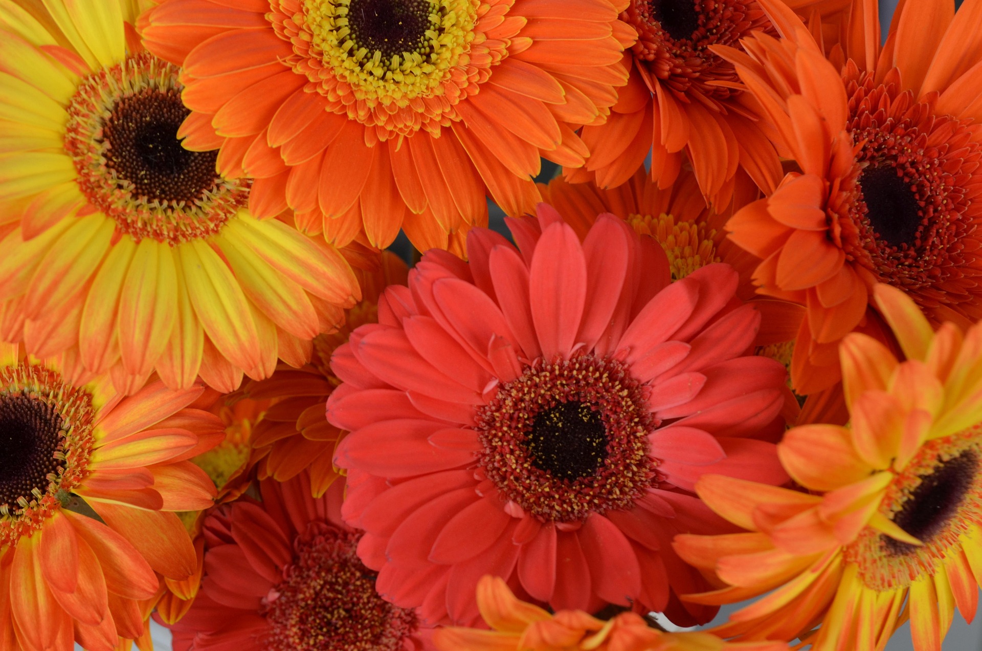 Gerbera